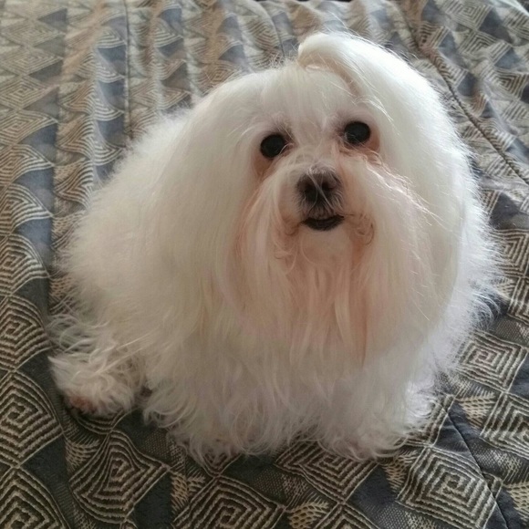 Meet your Posher, Rosanna - Picture 1 of 1